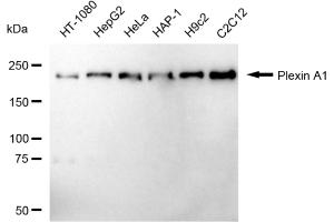 Western blotting analysis using Plexin A1 antibody (ABIN7799856). (Recombinant Plexin A1 antibody)