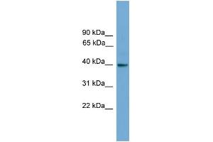 WB Suggested Anti-GNAI3 Antibody Titration: 0. (GNAI3 antibody  (N-Term))