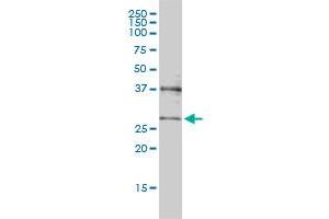Western Blotting (WB) image for anti-Mediator Complex Subunit 7 (MED7) (AA 1-233) antibody (ABIN564070)