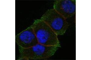 Confocal immunofluorescence analysis of Hela cells using DAXX mouse mAb (green). (DAXX antibody)