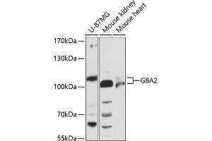 Western blot analysis of extracts of various cell lines, using GB antibody (ABIN6131314, ABIN6140988, ABIN6140989 and ABIN6216604) at 1:3000 dilution. (GBA2 antibody  (AA 708-927))