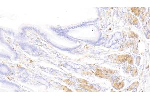 Detection of TPS in Canine Stomach Tissue using Polyclonal Antibody to Tryptase (TPS) (TPSAB1 antibody  (AA 151-275))