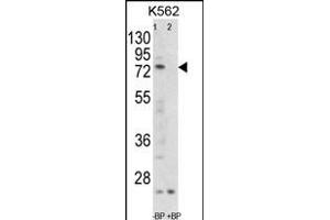 Western blot analysis of FLCN Antibody (C-term) Pab (ABIN652601 and ABIN2842403) pre-incubated without(lane 1) and with(lane 2) blocking peptide in K562 cell line lysate. (FLCN antibody  (C-Term))
