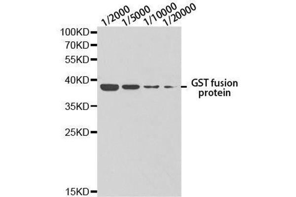GST antibody