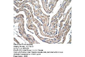 Human Muscle (PDK4 antibody  (N-Term))