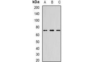 Western blot analysis of TTLL12 expression in NIH3T3 (A), mouse thymus (B), mouse heart (C) whole cell lysates. (TTLL12 antibody)
