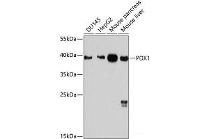Western blot analysis of extracts of various cell lines using PDX1 Polyclonal Antibody at dilution of 1:1000. (PDX1 antibody)