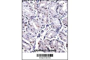 FOXP4 Antibody immunohistochemistry analysis in formalin fixed and paraffin embedded human stomach tissue followed by peroxidase conjugation of the secondary antibody and DAB staining. (FOXP4 antibody  (C-Term))