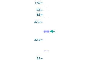 RPL37A Protein (AA 1-92) (GST tag)