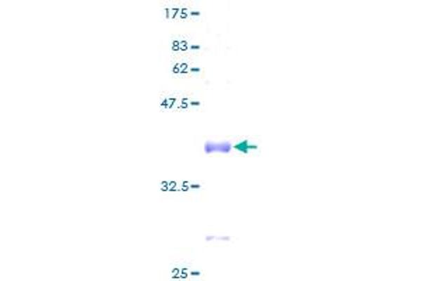 RPL37A Protein (AA 1-92) (GST tag)
