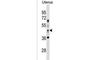 G4B Antibody (Center ABIN486299 and ABIN1535680) 19349c western blot analysis in Uterus tissue lysates (35 μg/lane). (ATG4B antibody  (AA 239-265))