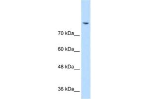 Western Blotting (WB) image for anti-Discs, Large Homolog 2 (DLG2) antibody (ABIN2462725) (DLG2 antibody)