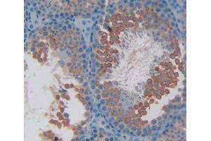 IHC-P analysis of Mouse Tissue, with DAB staining. (IL17RC antibody  (AA 73-330))