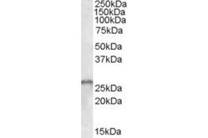 ABIN190830 (1µg/ml) staining of Human Cerebellum lysate (35µg protein in RIPA buffer). (SMN1 / SMN2 (Internal Region) antibody)