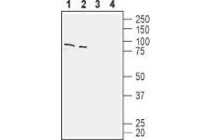 Western blot analysis of human Jurkat T-cell leukemia cell line lysate (lanes 1 and 3) and human Colo 205 colon adenocarcinoma cell line lysate (lanes 2 and 4): - 1,2. (SLC1A4 antibody  (C-Term, Intracellular))