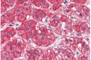 Human Adrenal (formalin-fixed, paraffin-embedded) stained with EXOC7 antibody ABIN337025 at 5 ug/ml followed by biotinylated anti-goat IgG secondary antibody ABIN481715, alkaline phosphatase-streptavidin and chromogen. (EXOC7 antibody  (AA 453-464))