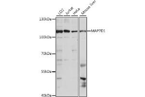 Western blot analysis of extracts of various cell lines, using MD1 antibody (ABIN7268401) at 1:1000 dilution. (MAP7D1 antibody  (AA 200-460))