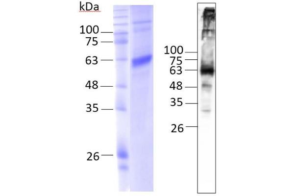 FAAH Protein (AA 1-579) (rho-1D4 tag)