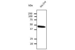 Anti-Cre Ab at 2,000 dilution, rabbit polyclonal to goat lgG (HRP) at 1/10,000 dilution, (CRE Recombinase (CRE) antibody)