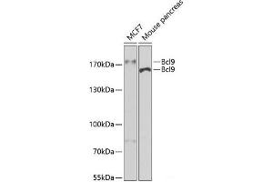 Western blot analysis of extracts of various cell lines using Bcl9 Polyclonal Antibody at dilution of 1:400. (BCL9 antibody)