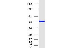 Validation with Western Blot (GDI2 Protein (Transcript Variant 1) (Myc-DYKDDDDK Tag))