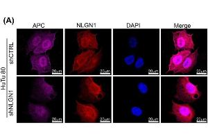 Confocal microscopy analysis of NLGN1(red) and APC (magenta) co-staining in HuTu 80 cells. (Neuroligin 1 antibody  (C-Term, Intracellular))