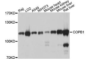 Western blot analysis of extracts of various cells, using COPB1 antibody. (COPB1 antibody)
