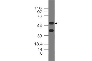 Image no. 1 for anti-Deleted in Esophageal Cancer 1 (DEC1) (AA 1-220) antibody (ABIN5027144)