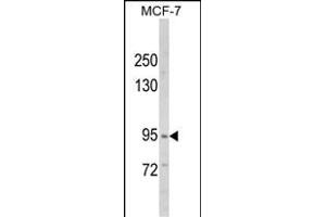 Western blot analysis of VPS53 Antibody (N-term) (ABIN652486 and ABIN2842328) in MCF-7 cell line lysates (35 μg/lane). (VPS53 antibody  (N-Term))