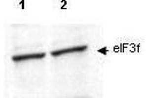 Western blot using  affinity purified anti-eIF3f antibody shows detection of endogenous eIF3f in lysates from both control HeLa cells (lane 1) and HeLa cells transformed with the kinase cdk11 (lane 2). (EIF3F antibody  (AA 114-125))