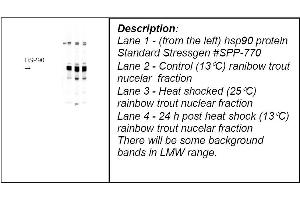 Lane 1 - (from the left) hsp90 protein Standard Stressgen #SPP-770 Lane 2 - Control (13°C) ranibow trout nucelar fraction Lane 3 - Heat shocked (25°C) rainbow trout nuclear fraction Lane 4 - 24 h post heat shock (13°C) rainbow trout nucelar fraction There will be some background bands in LMW range. (HSP90 antibody)
