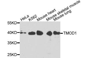 Western blot analysis of extracts of various cell lines, using TMOD1 antibody (ABIN6003523) at 1/1000 dilution.
