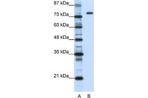 WB Suggested Anti-NCL Antibody Titration:  1. (Nucleolin antibody  (C-Term))