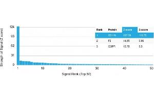 Analysis of Protein Array containing more than 19,000 full-length human proteins using CD11b Monospecific Mouse Monoclonal Antibody (ITGAM/3337). (CD11b antibody  (AA 941-1074))