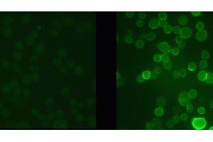 Immunostaining (ISt) image for anti-Potassium Voltage-Gated Channel, Shaw-Related Subfamily, Member 1 (KCNC1) (pSer503) antibody (ABIN361488)