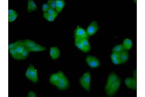 Immunofluorescence staining of HepG2 cells with ABIN7157929 at 1:33, counter-stained with DAPI. (LCE3C antibody  (AA 1-94))