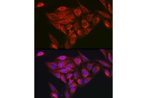 Immunofluorescence analysis of U2OS cells using NDUFB8 Rabbit pAb (ABIN7268814) at dilution of 1:100 (40x lens). (NDUFB8 antibody)