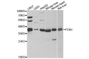 Western blot analysis of extracts of various cell lines, using FCN1 antibody. (FCN1 antibody  (AA 30-326))