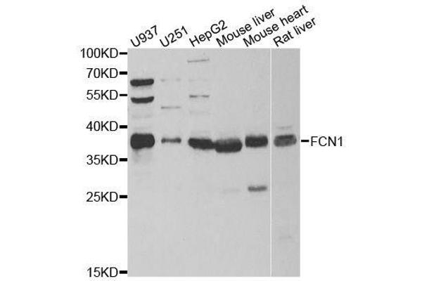 FCN1 antibody  (AA 30-326)