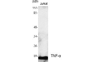 Western Blot analysis of various cells using TNF-α Polyclonal Antibody.