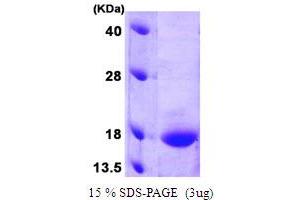 SDS-PAGE (SDS) image for Growth Arrest and DNA-Damage-Inducible, gamma (GADD45G) (AA 1-159) protein (ABIN666872) (GADD45G Protein (AA 1-159))