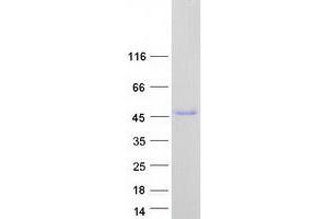 Validation with Western Blot (NOVA2 Protein (Myc-DYKDDDDK Tag))