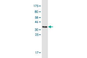 Western Blot detection against Immunogen (37. (MEOX2 antibody  (AA 1-110))