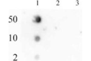 RNA Pol II CTD phospho Ser2 pAb tested by dot blot analysis. (Rpb1 CTD antibody  (pSer2, Ser2))