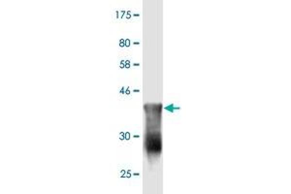 CDHR3 antibody  (AA 776-885)