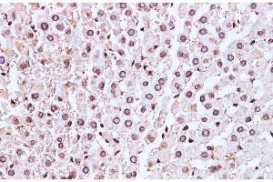 Immunohistochemistry of paraffin-embedded Mouse liver using Lamin B1 Polyclonal Antibody at dilution of 1:100