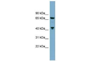 GLS antibody used at 1 ug/ml to detect target protein.