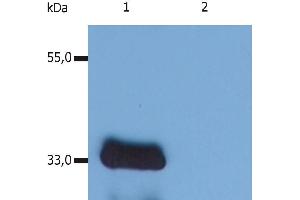 Western Blotting analysis (reducing conditions) of human LIME using anti-human LIME (LIME-10). (LIME antibody  (AA 281-296))