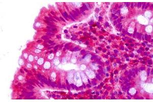 Anti-CELSR2 antibody IHC staining of human colon, epithelium. (CELSR2 antibody  (C-Term))