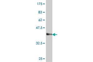 Western Blot detection against Immunogen (38. (Zinc Finger Protein 650 (ZNF650) (AA 1-110) antibody)